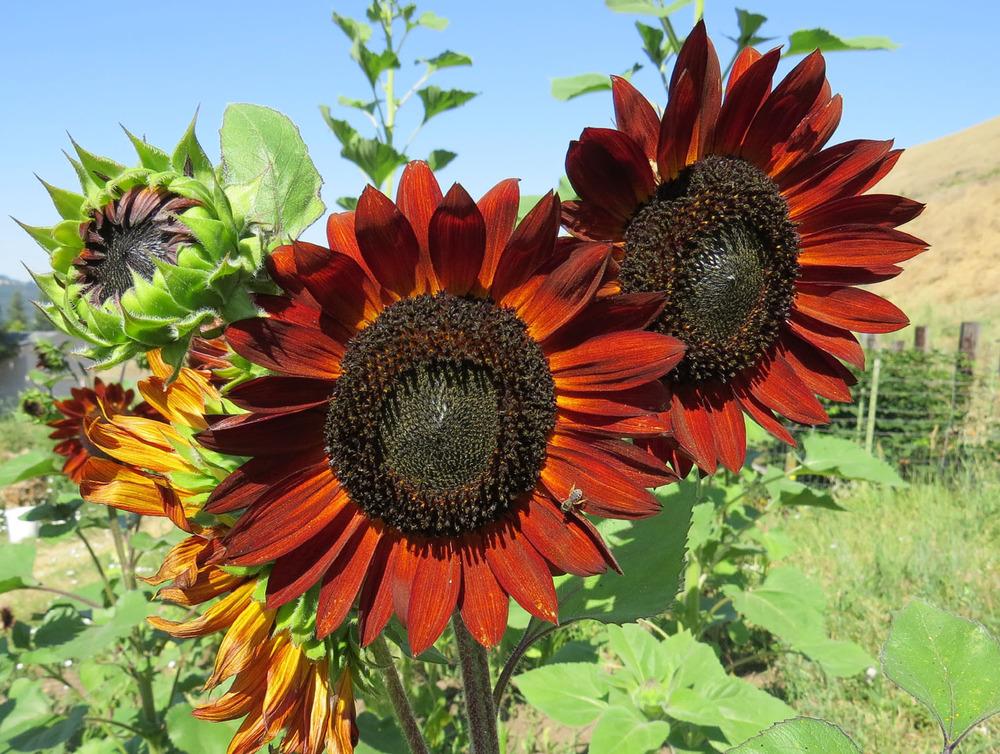 Photo of Sunflower (Helianthus annuus 'Earthwalker') uploaded by Natalie