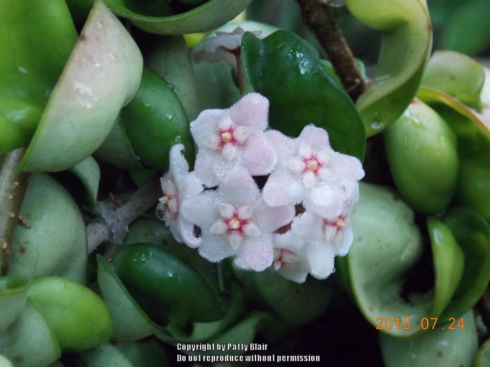 Photo of Hindu Rope Hoya (Hoya carnosa 'Compacta') uploaded by SarasotaPatty