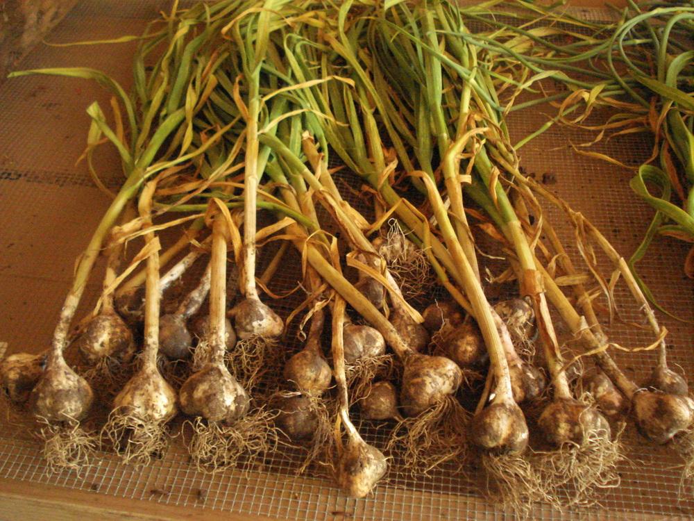 Photo of Soft Neck Creole Garlic (Allium sativum 'Ajo Rojo') uploaded by Weedwhacker