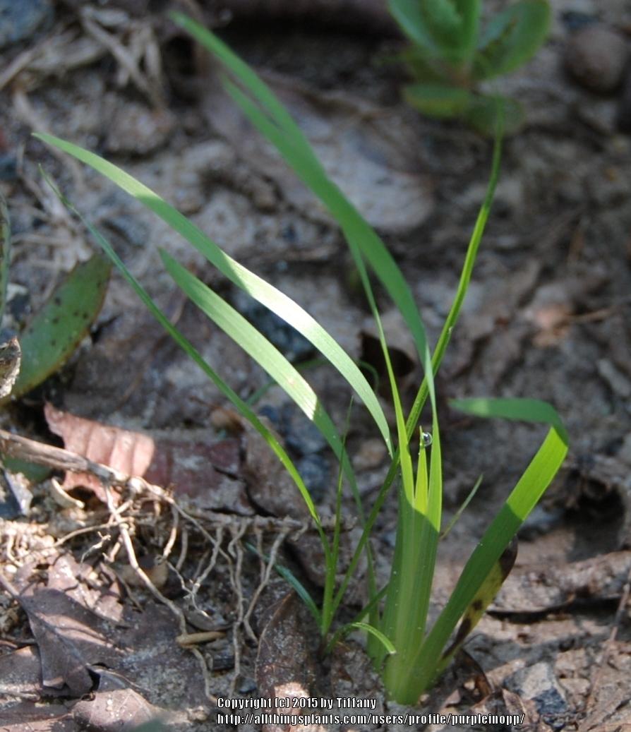 Photo of Eastern Blue-Eyed Grass (Sisyrinchium atlanticum) uploaded by purpleinopp