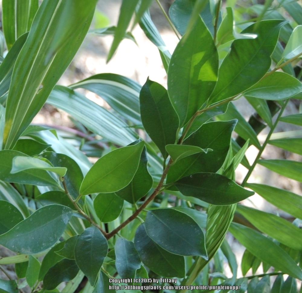 Photo of Chinese Banyan (Ficus microcarpa) uploaded by purpleinopp