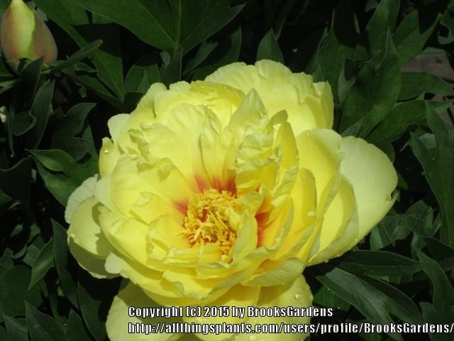 Photo of Intersectional Peony (Paeonia 'Bartzella') uploaded by BrooksGardens