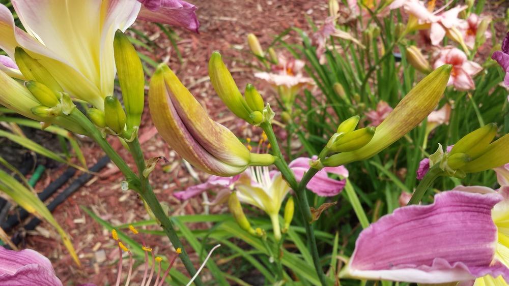 Photo of Daylily (Hemerocallis 'Carolispider') uploaded by DogsNDaylilies