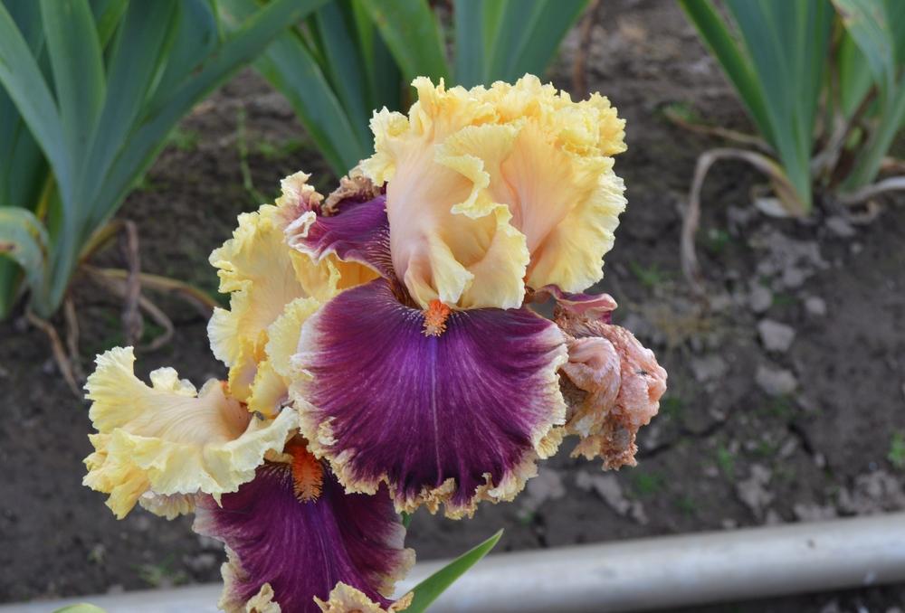 Photo of Tall Bearded Iris (Iris 'Decadence') uploaded by KentPfeiffer