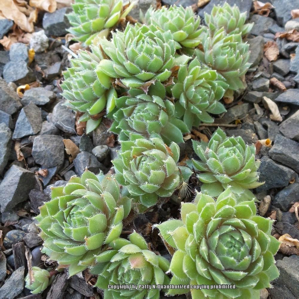 Photo of Hen and Chicks (Sempervivum 'Canada Kate') uploaded by Patty