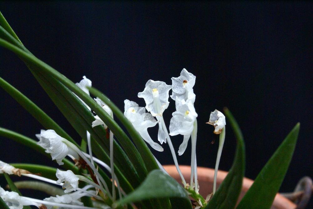 Photo of Orchid (Podangis dactyloceras) uploaded by shadytrake