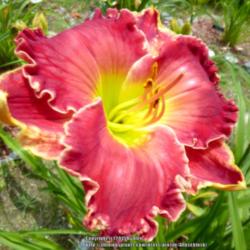 Location: My Garden- Vermont
Date: 2015-07-28
Bold & Beautiful Red Daylily