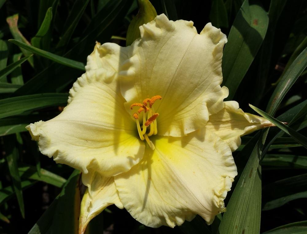 Photo of Daylily (Hemerocallis 'Happy Ever After') uploaded by DogsNDaylilies