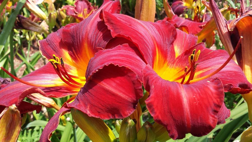 Photo of Daylily (Hemerocallis 'Decatur Double Dragon') uploaded by DogsNDaylilies