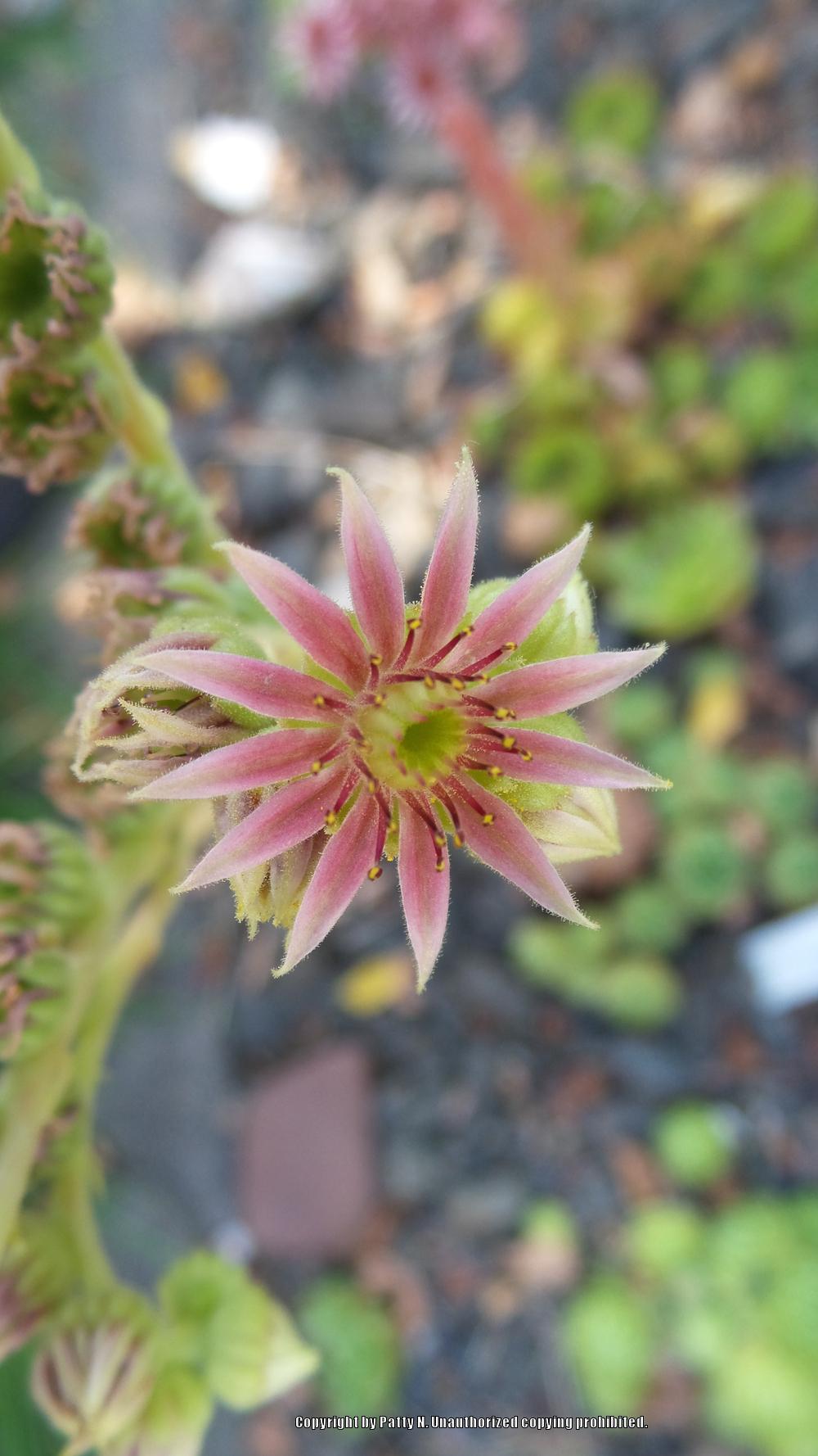 Photo of Hen and chicks (Sempervivum 'Bagdad') uploaded by Patty