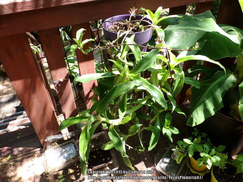 Photo of Basket Plant (Callisia fragrans) uploaded by TexasPlumeria87