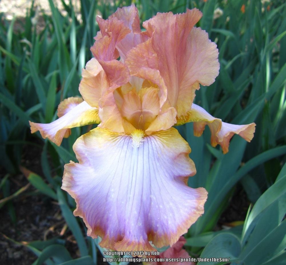Photo of Tall Bearded Iris (Iris 'Afternoon Delight') uploaded by UndertheSun