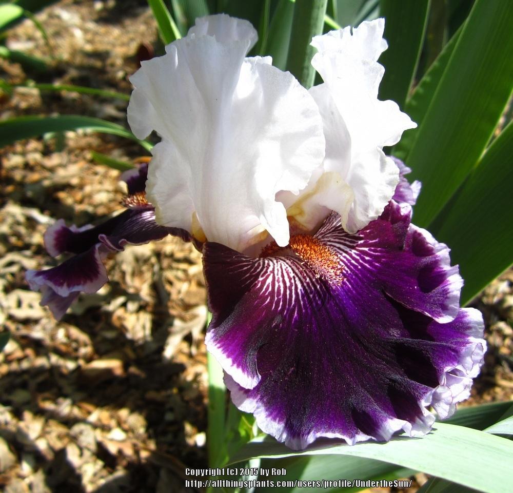 Photo of Tall Bearded Iris (Iris 'Roll the Dice') uploaded by UndertheSun