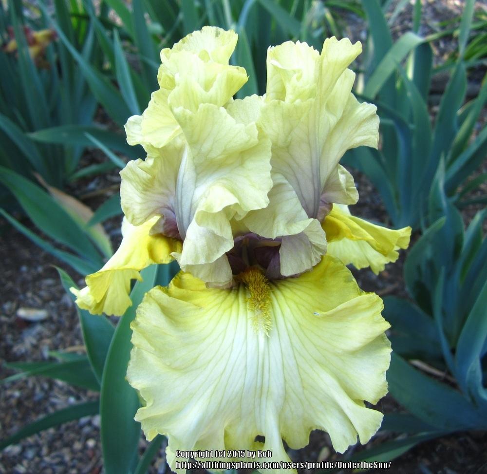 Photo of Tall Bearded Iris (Iris 'Monsoon Moon') uploaded by UndertheSun