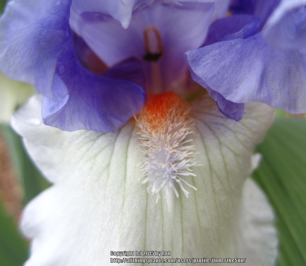 Photo of Tall Bearded Iris (Iris 'Frontline') uploaded by UndertheSun