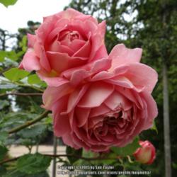 Location: Alnwick Garden, Northumberland, UK
Date: 2015-07-29
An unusual, almost brownish pink colour.
