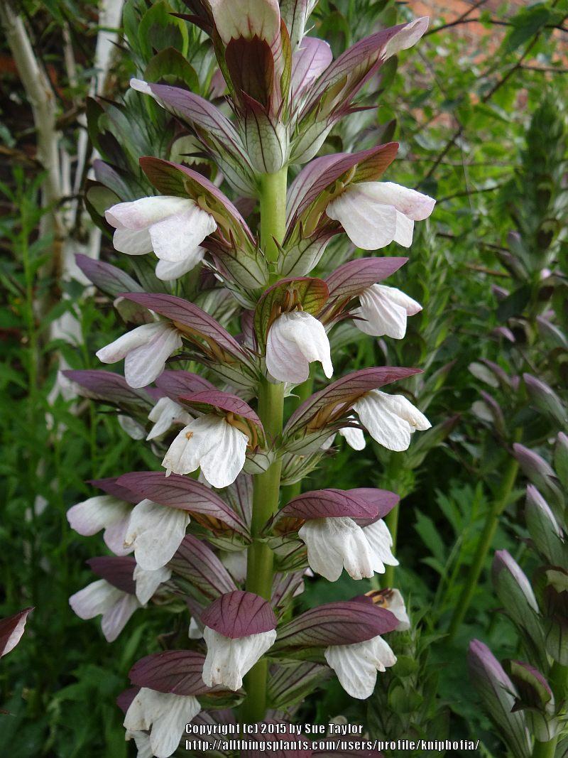 Photo of Bear's Breeches (Acanthus mollis) uploaded by kniphofia