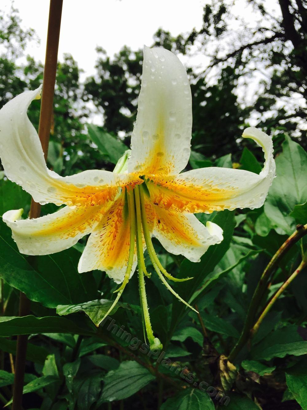 Photo of Lily (Lilium 'White Amber') uploaded by magnolialover