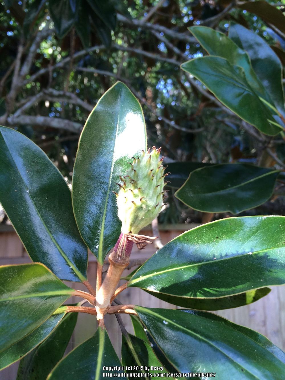 Photo of Southern Magnolia (Magnolia grandiflora) uploaded by piksihk