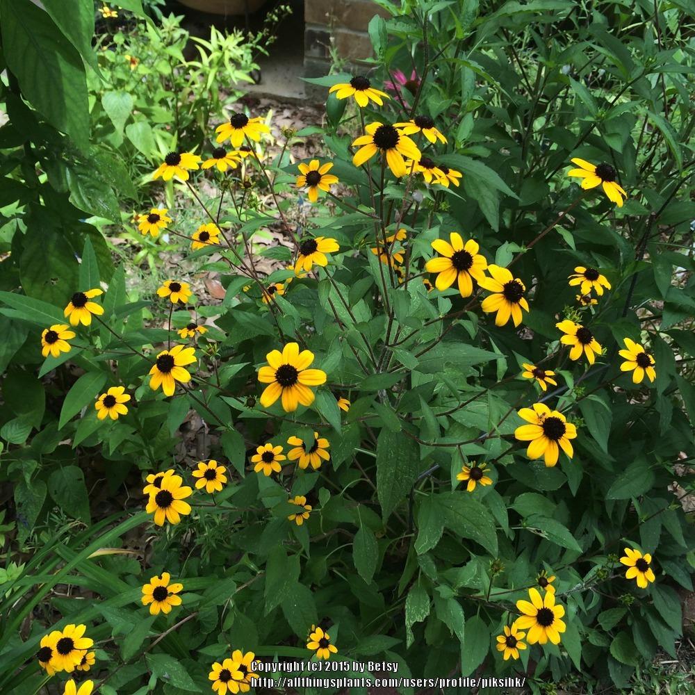 Photo of Browneyed Susan (Rudbeckia triloba) uploaded by piksihk