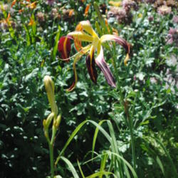 Location: My Northeastern Indiana Gardens - Zone 5b
Date: 2015-07-30
First year in my garden; first bloom.