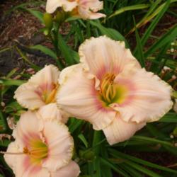 Location: SE Michigan (taken at Along the Fence Daylilies, Dansville, MI)
Date: 2015-07-25
11AM