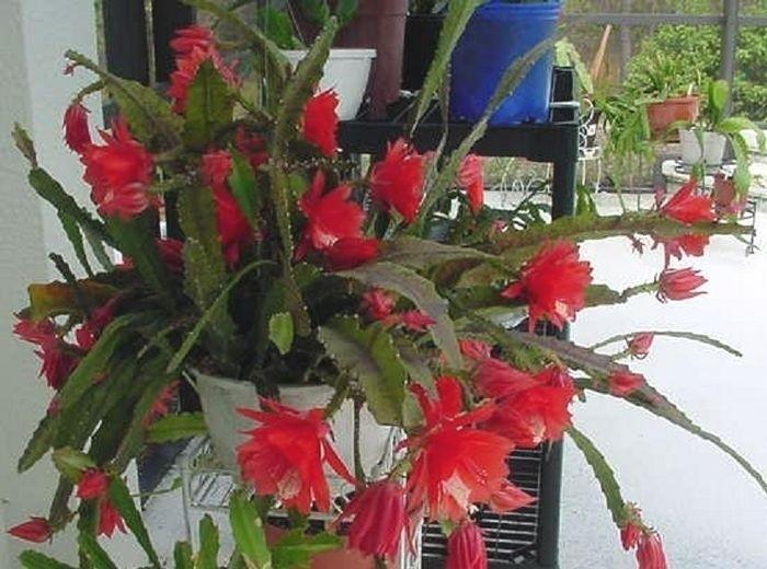 Photo of Orchid Cactus (Epiphyllum 'Jesse's Dream') uploaded by Brileyone