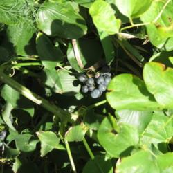Location: Cemetery in Central Iowa
Date: 2014-09-19
Berries and leaves
