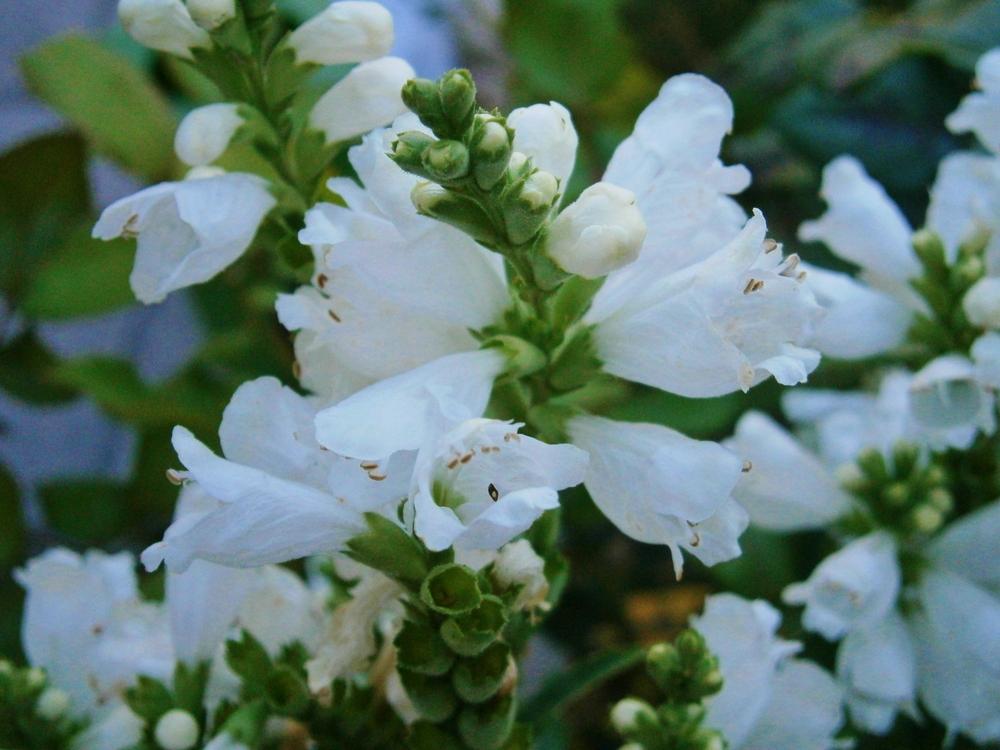 Photo of Obedient Plant (Physostegia virginiana 'Summer Snow') uploaded by Daylilybaby