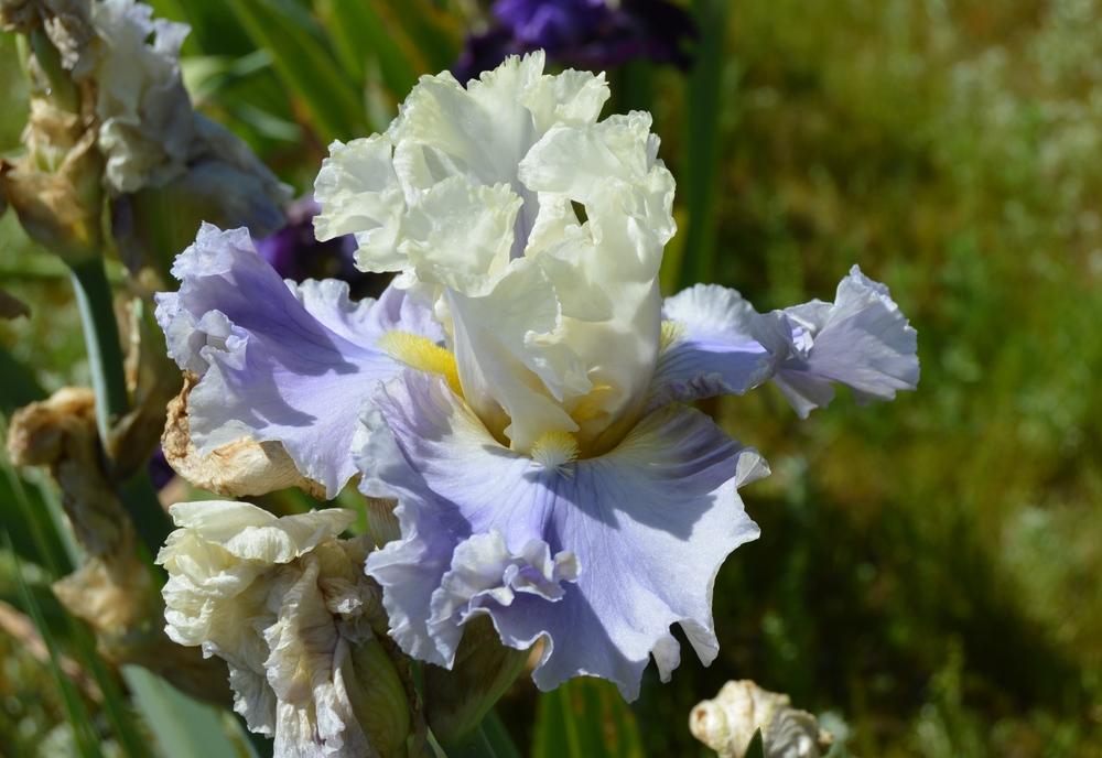 Photo of Tall Bearded Iris (Iris 'Enchanted Way') uploaded by KentPfeiffer