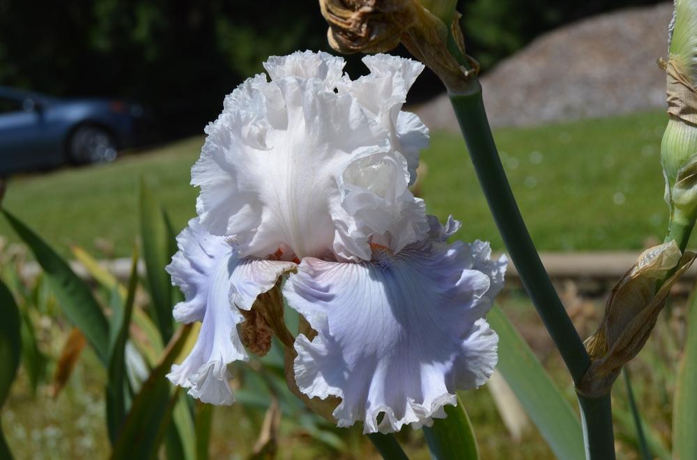 Photo of Tall Bearded Iris (Iris 'Dreams and Desires') uploaded by KentPfeiffer