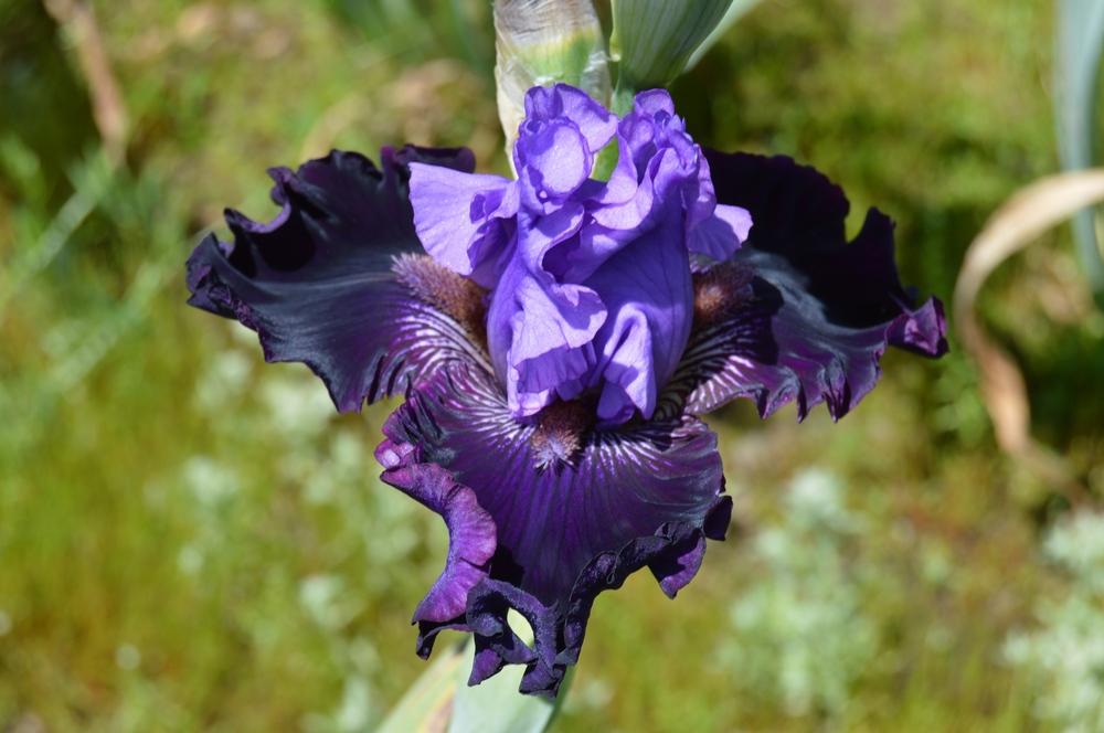 Photo of Tall Bearded Iris (Iris 'Fabric of Dreams') uploaded by KentPfeiffer