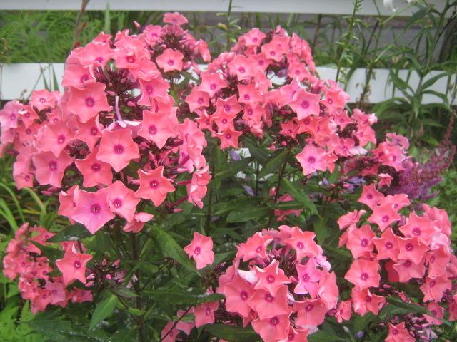 Photo of Garden Phlox (Phlox paniculata First Editions® Coral Creme Drop™) uploaded by RobinD