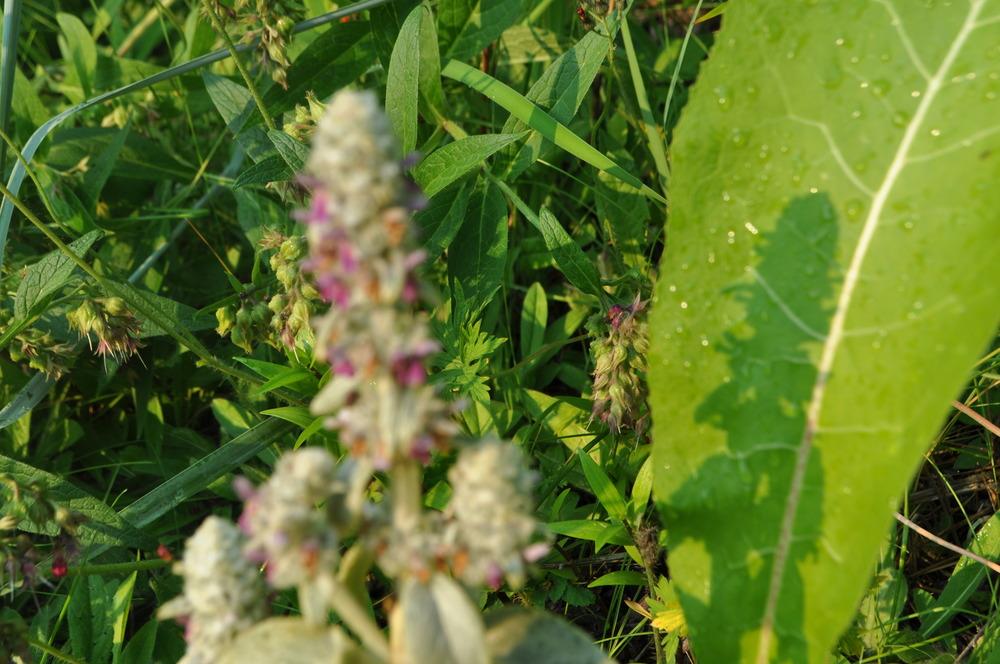 Photo of Lambs' Ears (Stachys byzantina) uploaded by darwellwoods
