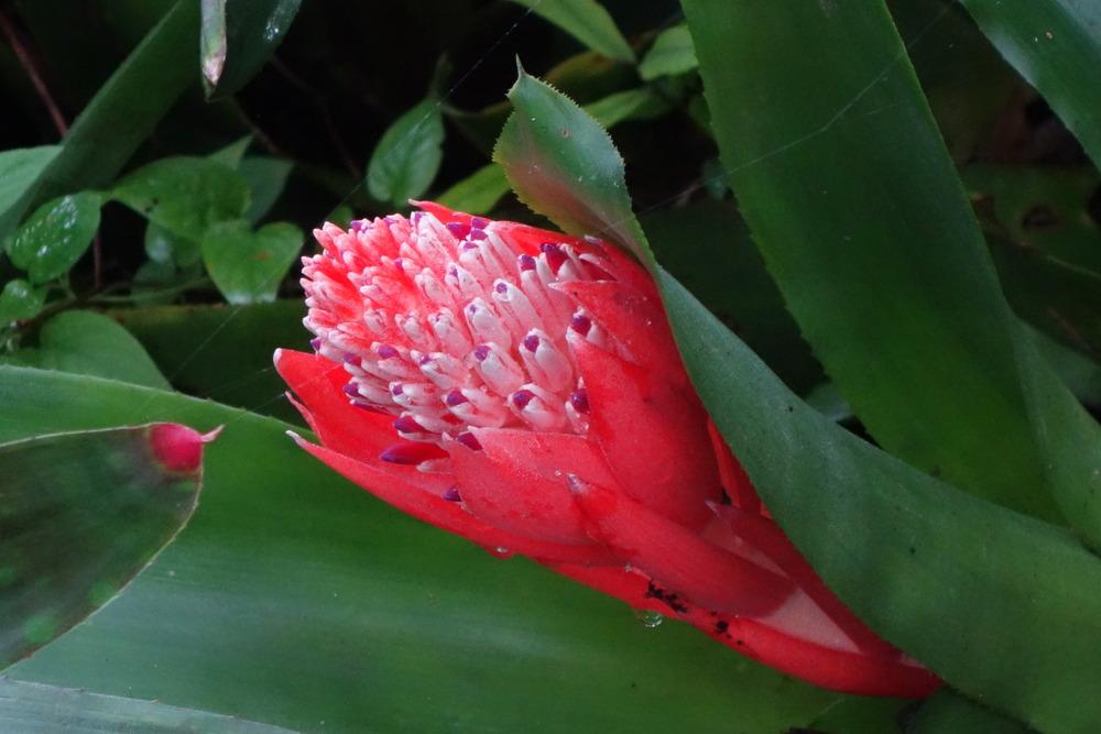 Photo of Flaming Torch (Billbergia pyramidalis) uploaded by mellielong