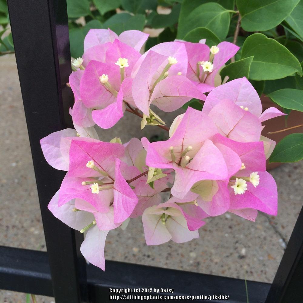 Photo of Bougainvilleas (Bougainvillea) uploaded by piksihk