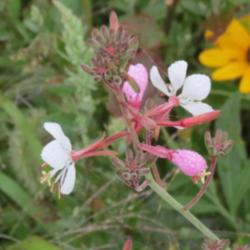 Location: Our Prairie to be, near Central Iowa
Date: 2015-08-01
Opened and unopened flowers
