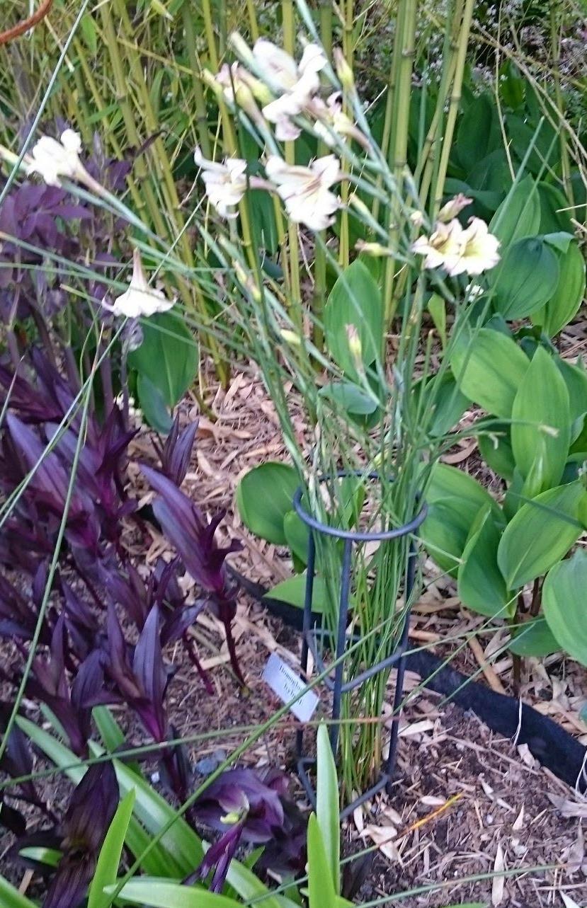 Photo of Homoglad Hybrid Gladiola (Gladiolus 'West Coast Hybrids') uploaded by In2art