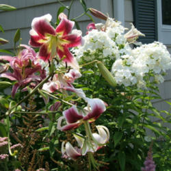 Location: Fireplace garden, right
Date: 2012-07-27
In a mixed bed with Arabesque lilies.