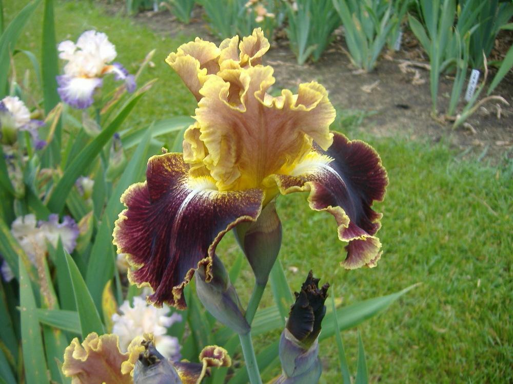 Photo of Tall Bearded Iris (Iris 'Volcanic Glow') uploaded by tveguy3