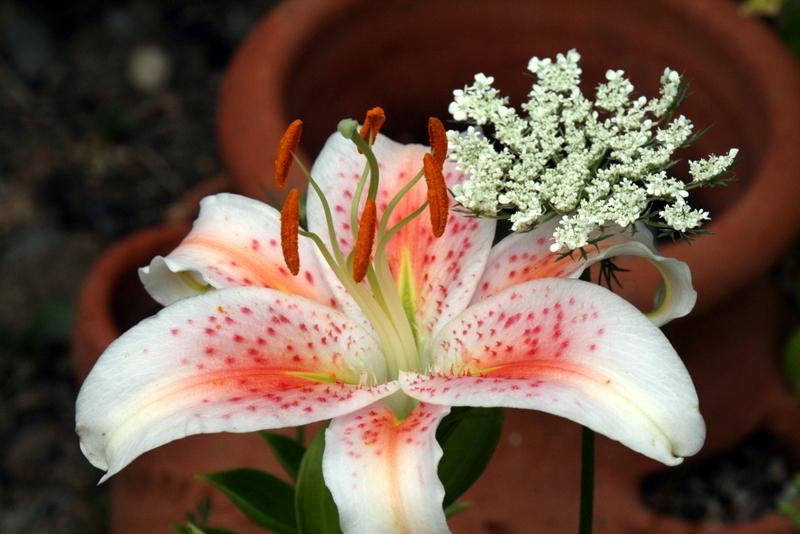 Photo of Lily (Lilium 'Salmon Star') uploaded by Calif_Sue