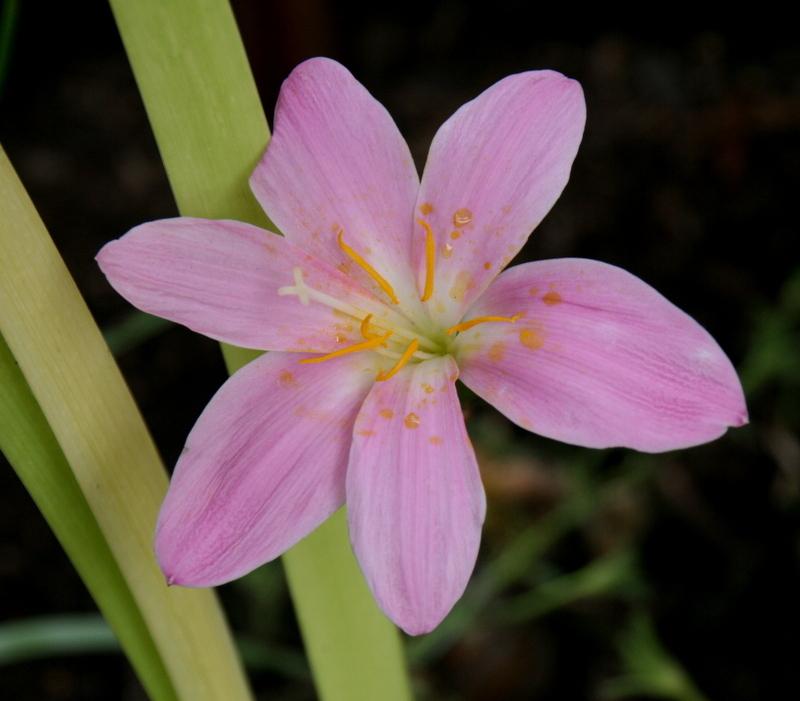 Photo of Zephyr Lily (Zephyranthes rosea) uploaded by Calif_Sue