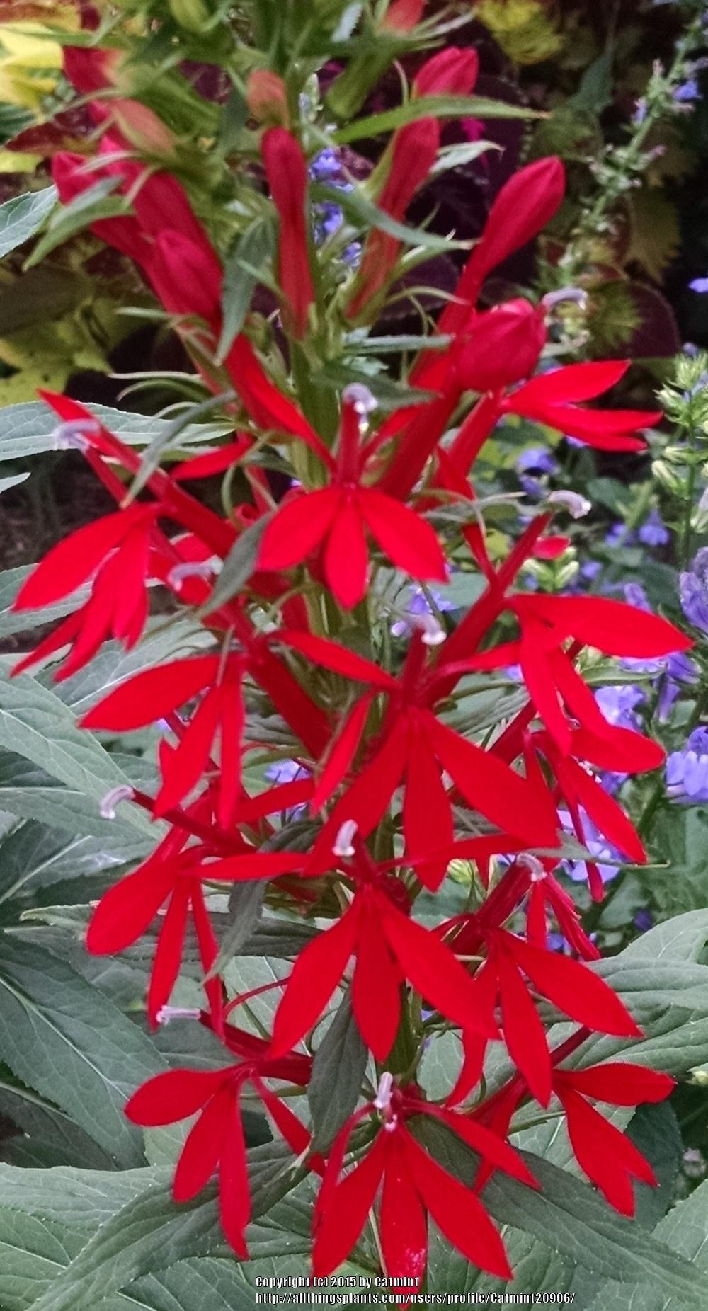 Photo of Cardinal Flower (Lobelia cardinalis) uploaded by Catmint20906