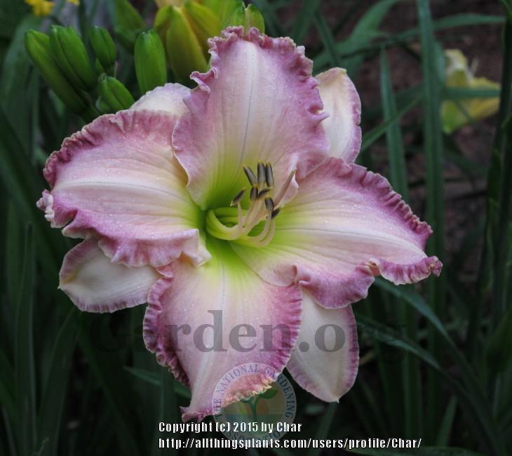 Photo of Daylily (Hemerocallis 'Willow Dean Smith') uploaded by Char