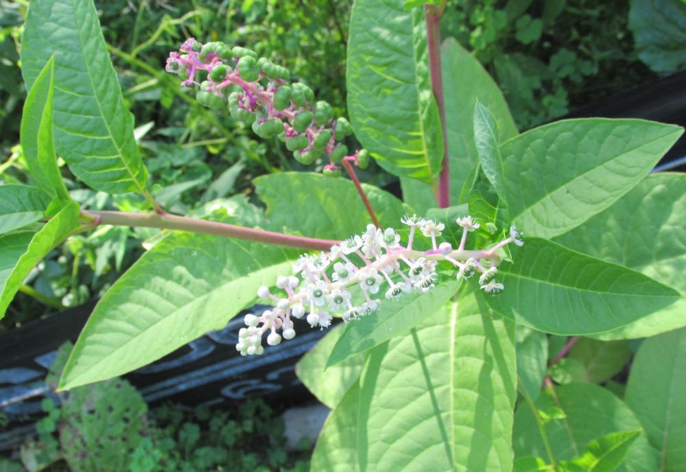 Photo of Pokeweed (Phytolacca americana) uploaded by Dennis616