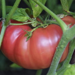 Tomatoes growing guide