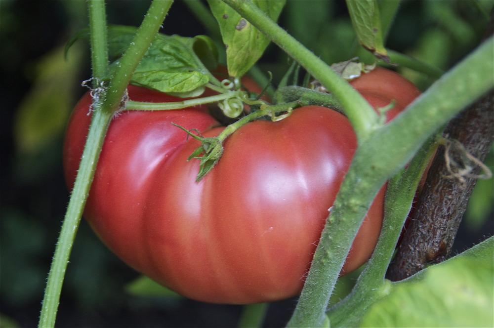 Photo of Tomato (Solanum lycopersicum 'Brandywine, Pink') uploaded by Fleur569