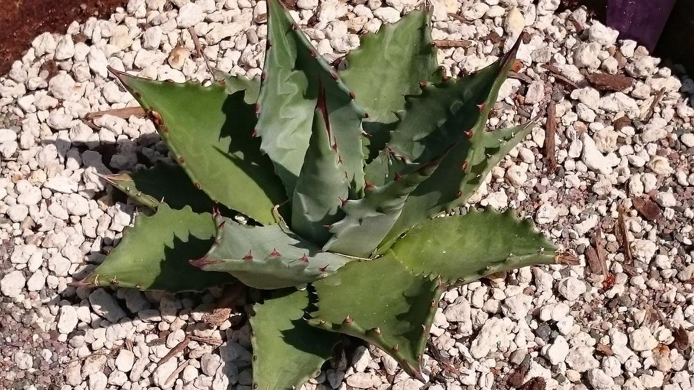 Photo of Century Plant (Agave 'Baccarat') uploaded by In2art