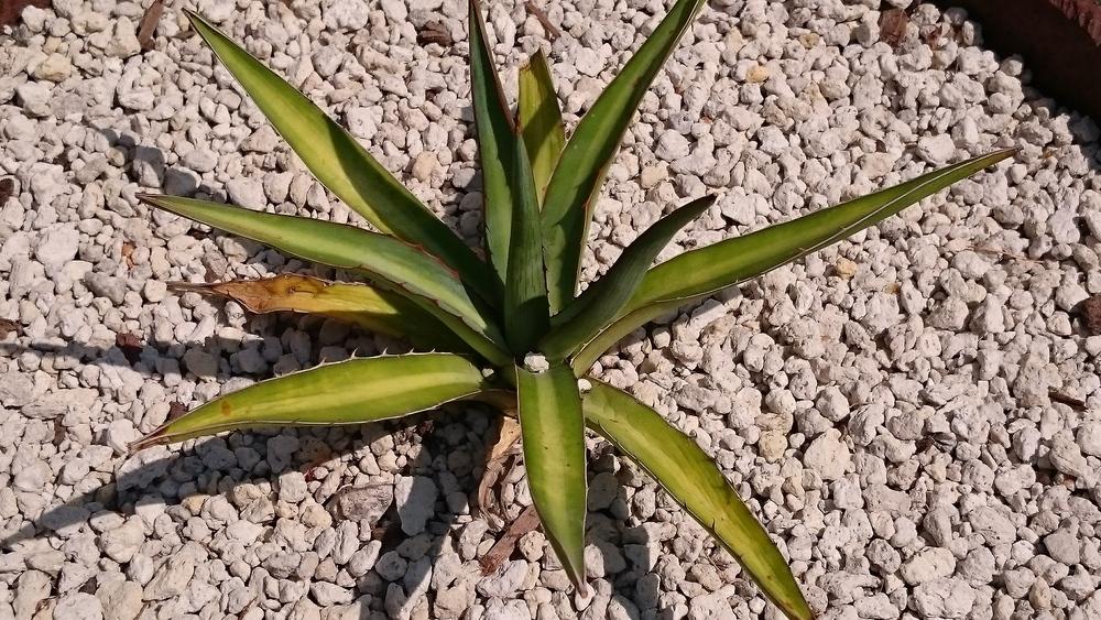 Photo of Maguey Mezortillo (Agave lophantha) uploaded by In2art