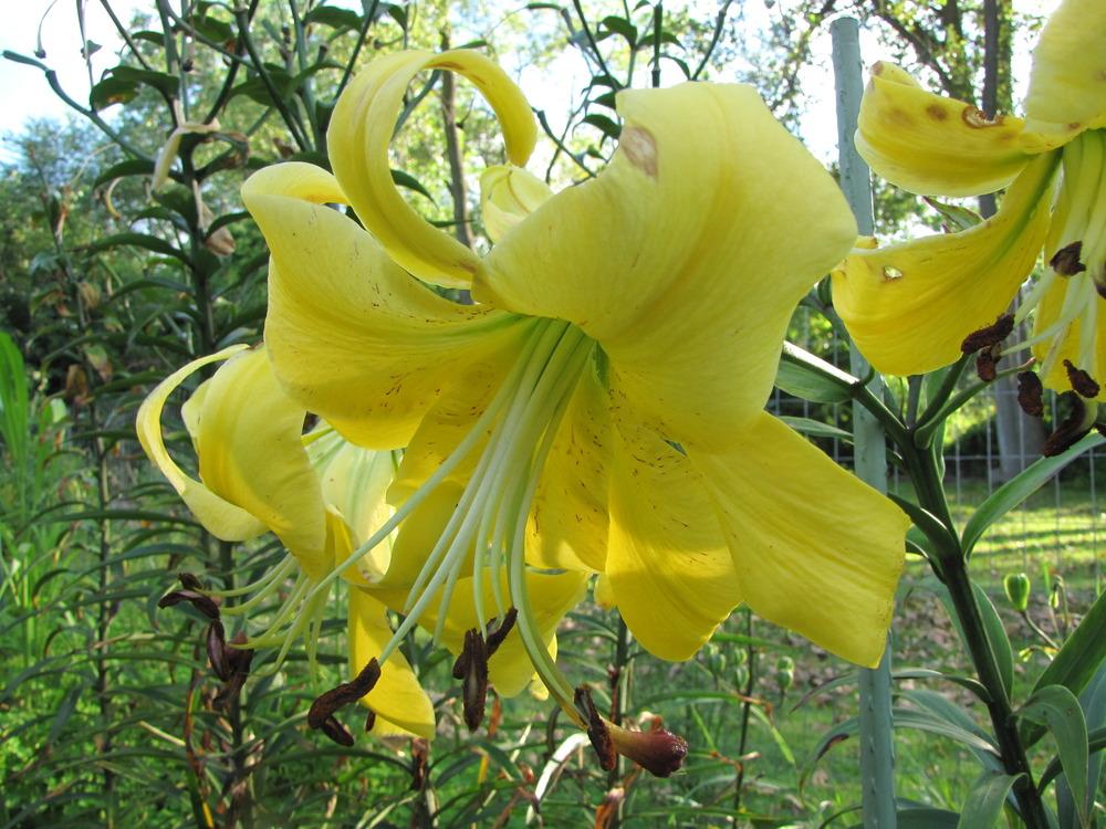 Photo of Trumpet Lily (Lilium 'Louis XIV') uploaded by Roosterlorn